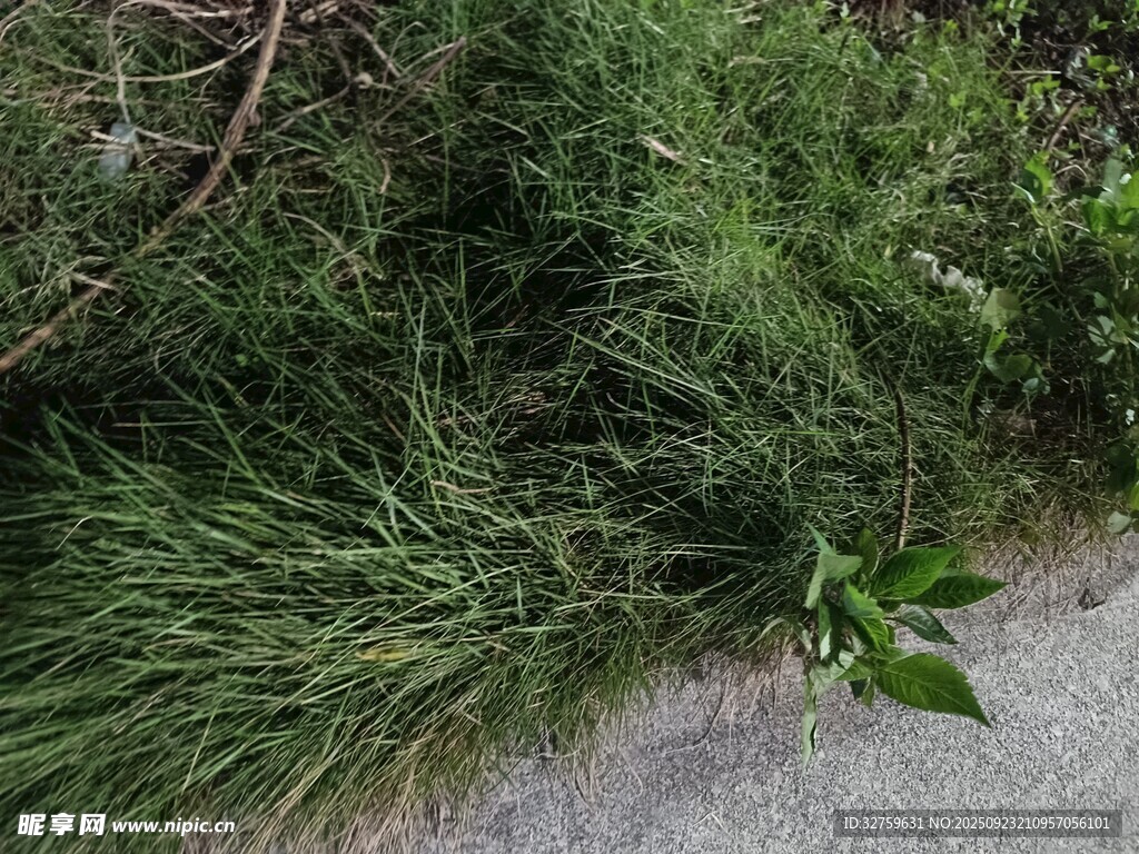 野外绿植景观
