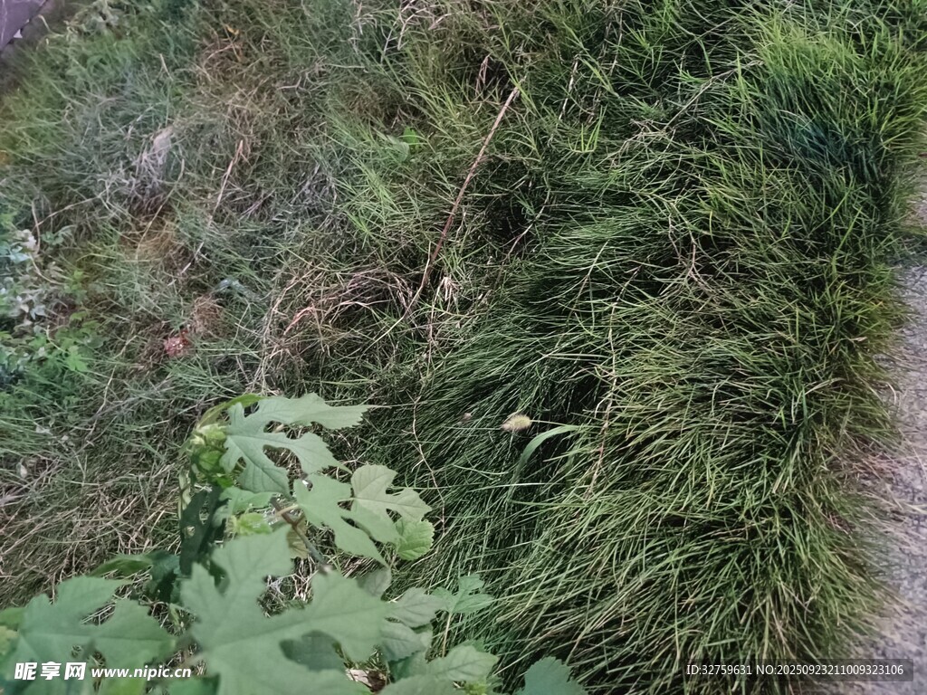 野外繁茂草木景象