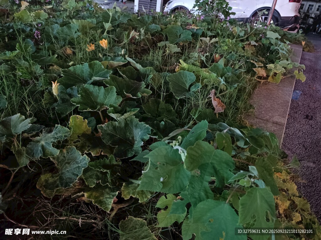 菜园里茂盛的绿色蔬菜