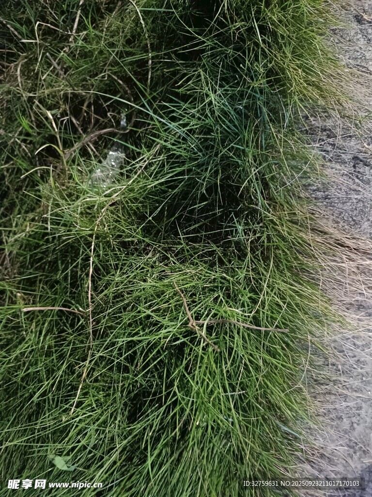 墙边繁茂的绿色草丛