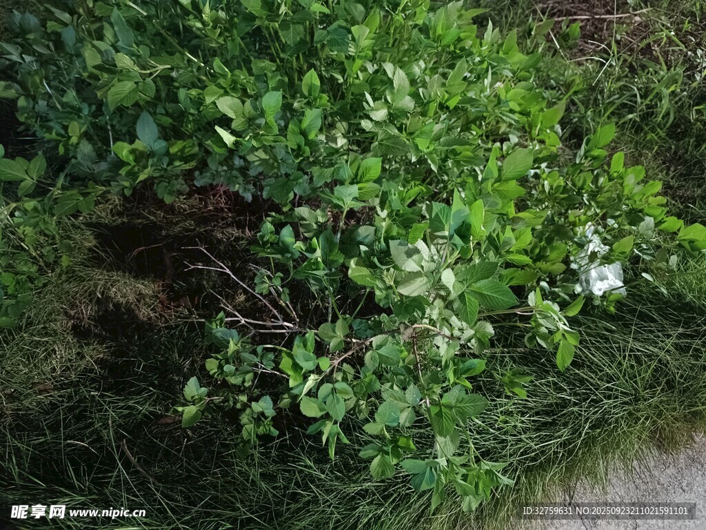 草丛中的白色小花