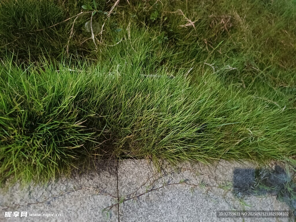 路边翠绿野草