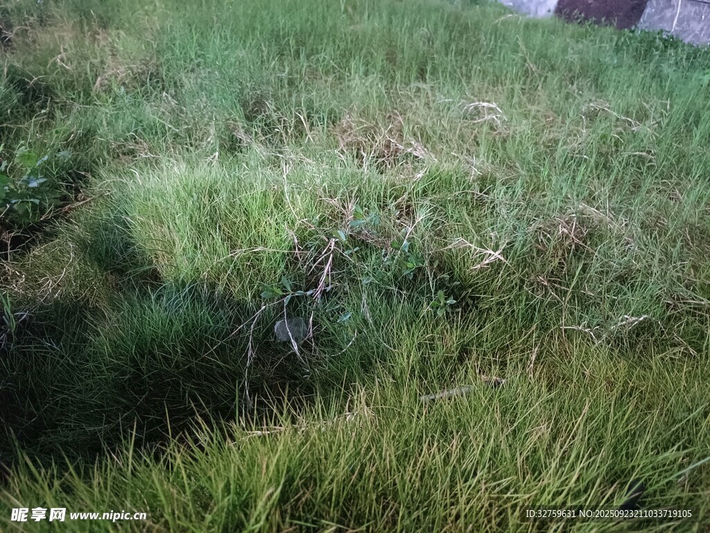 野外草地景象
