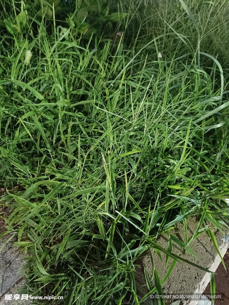 茂盛的绿色草丛