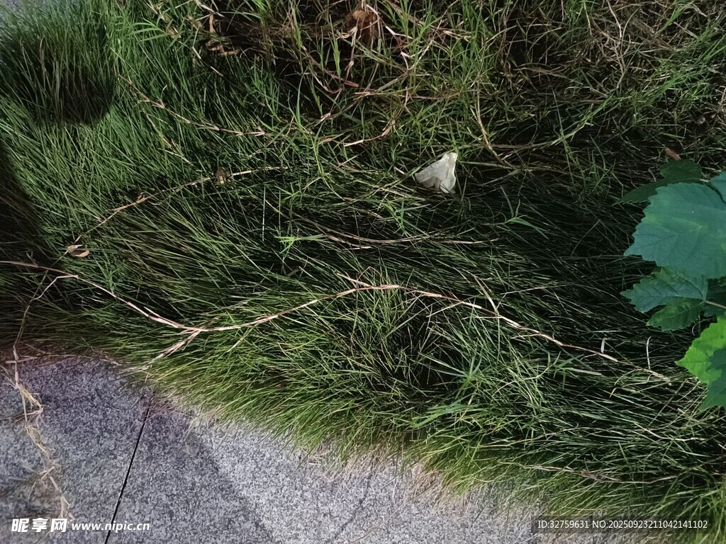 路边草丛中的绿植与枝叶