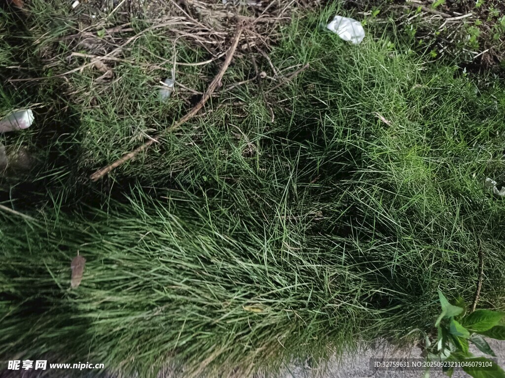 野外丛生的绿色草本植物