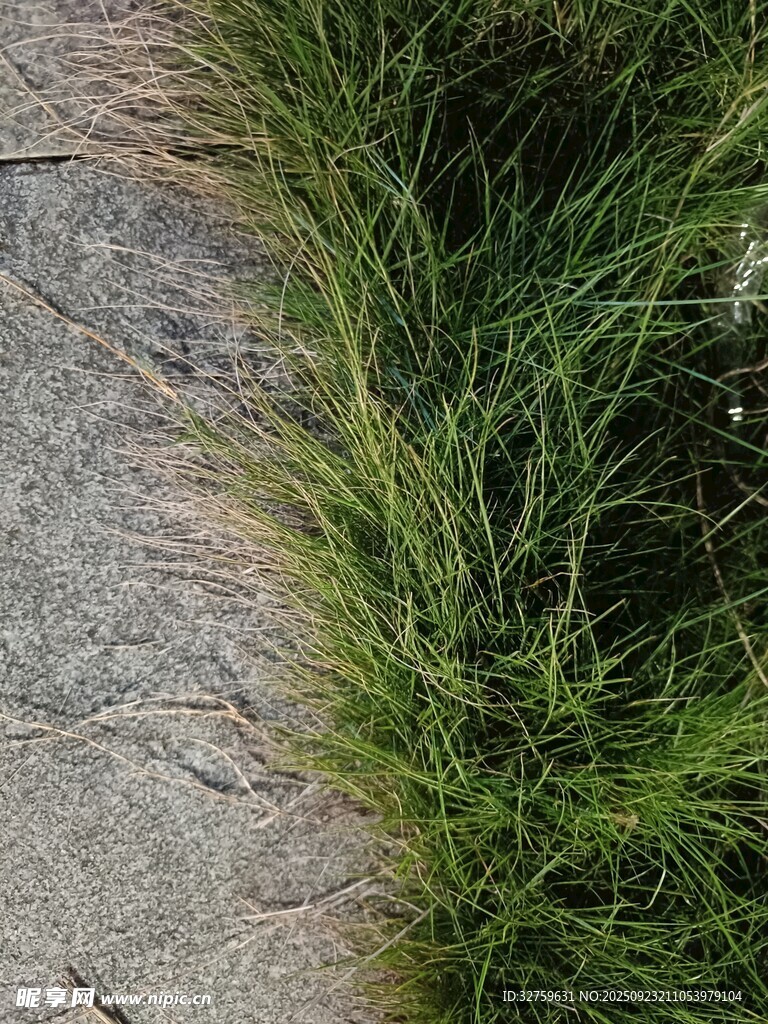 石边翠绿野草