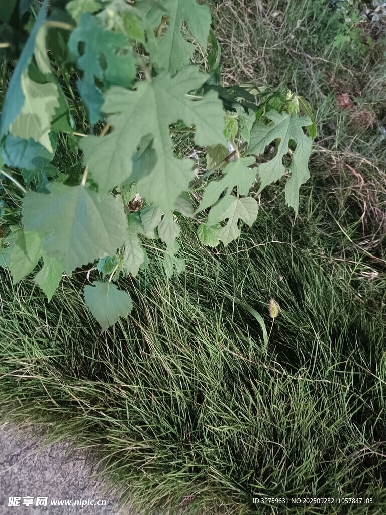 绿叶青草的自然景致