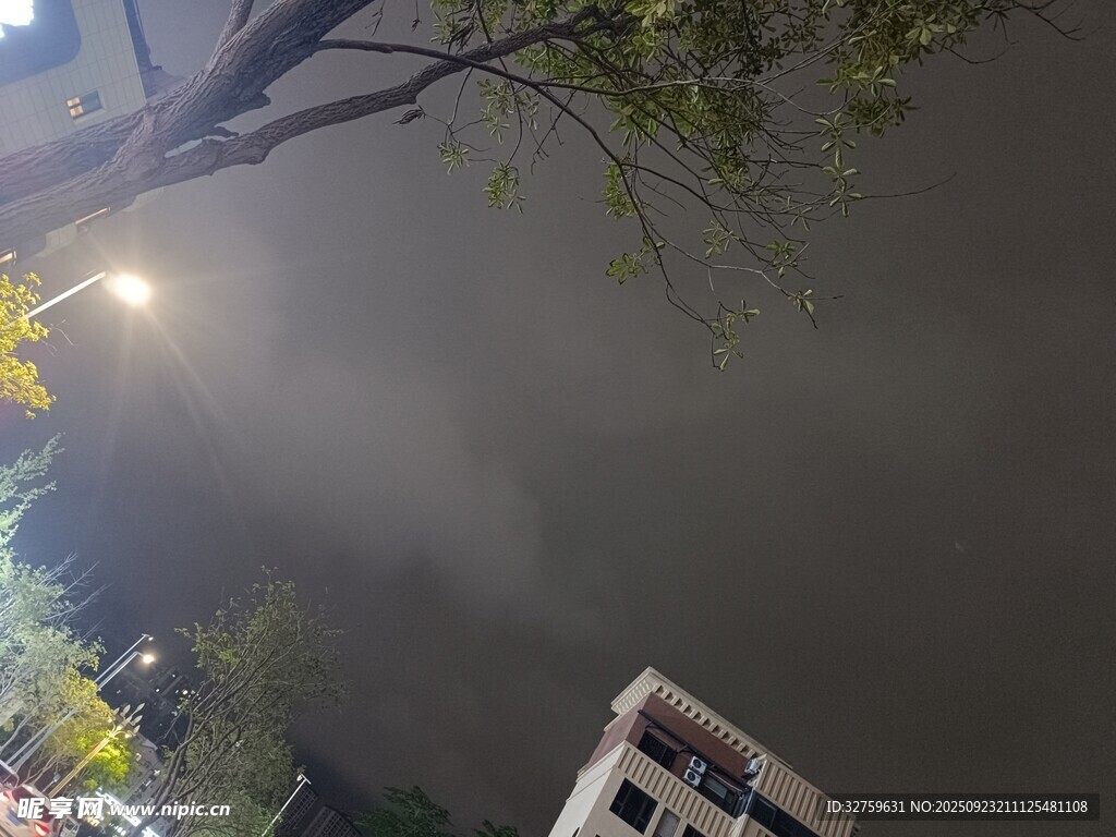 夜幕下的城市树梢景象