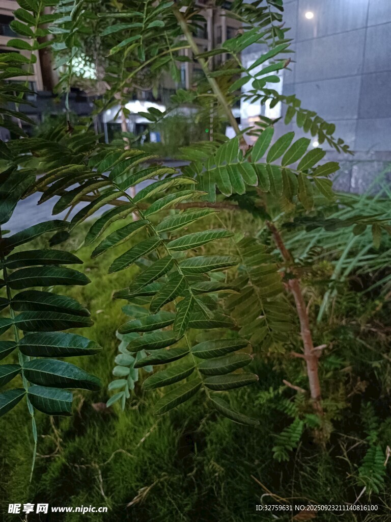 夜间繁茂的绿色蕨类植物