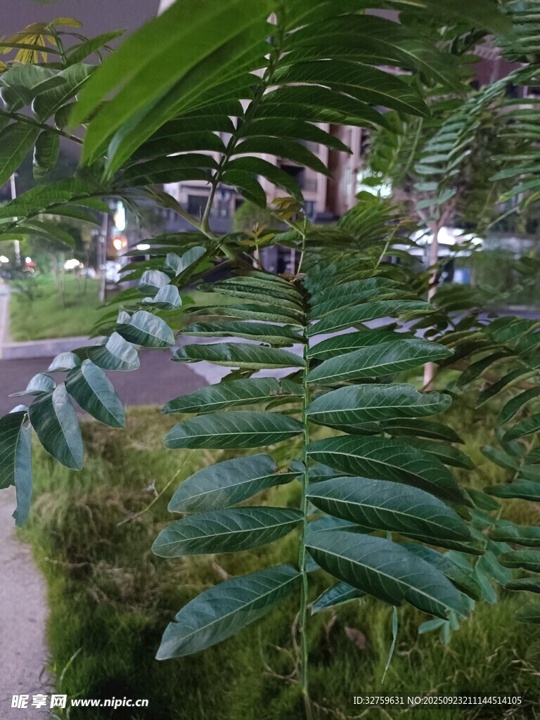 翠绿蕨类植物 