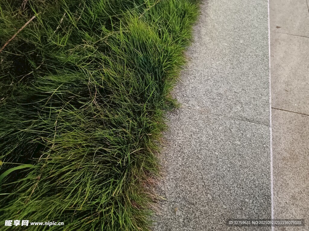 路边青草与灰色路面景象