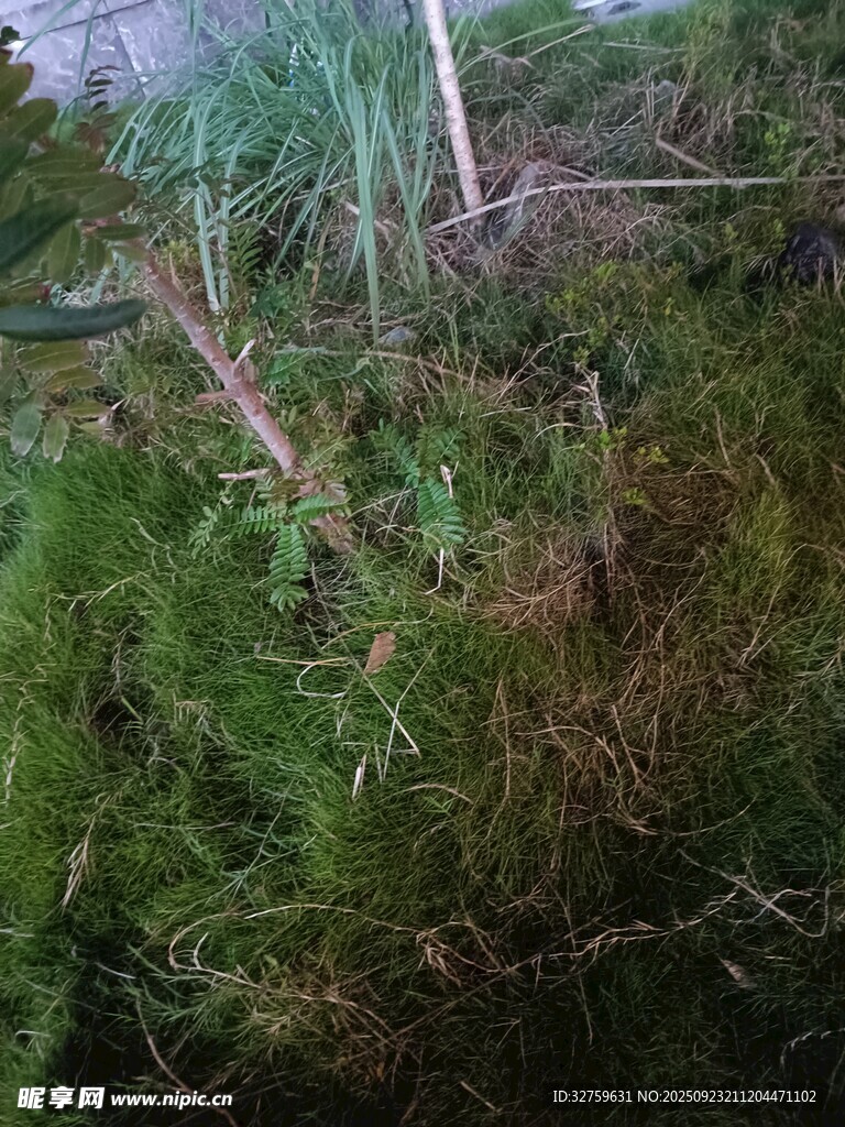 茂密绿植景象