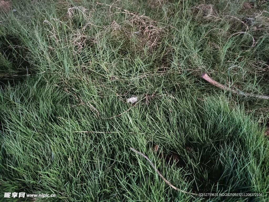 翠绿草地近景
