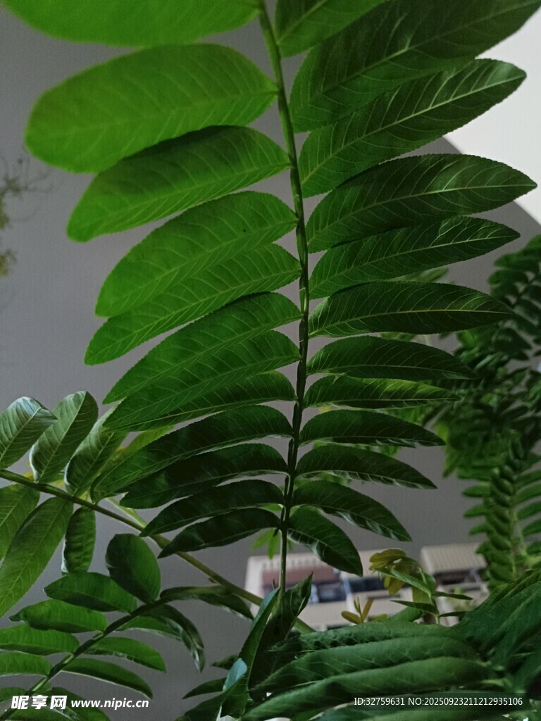 翠绿羽状叶片的清新植物