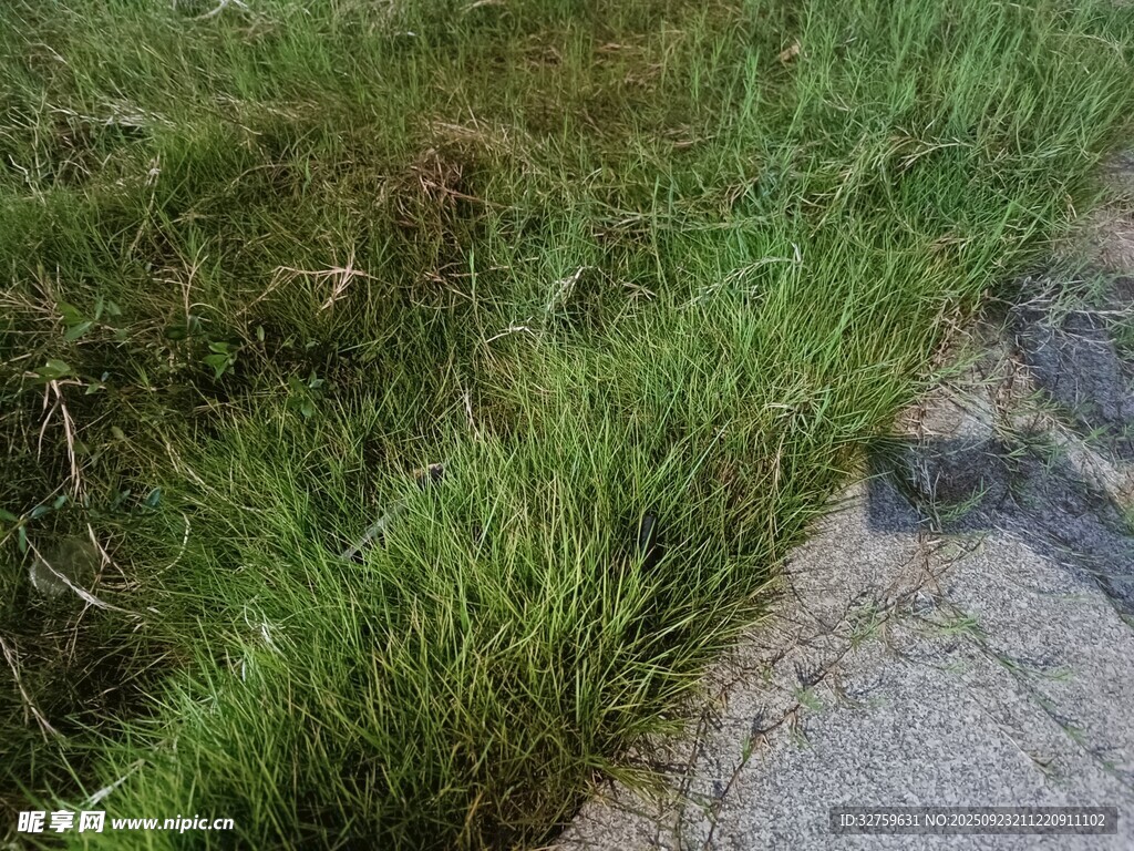 路边翠绿青草与石块