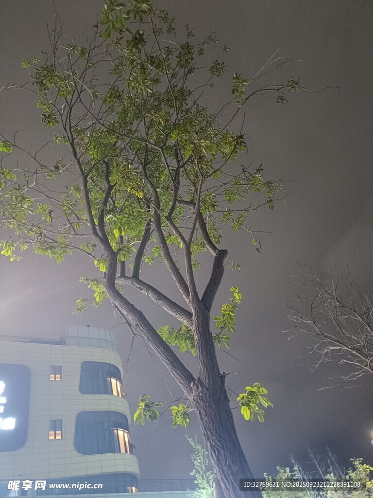 夜中孤树与远处楼房