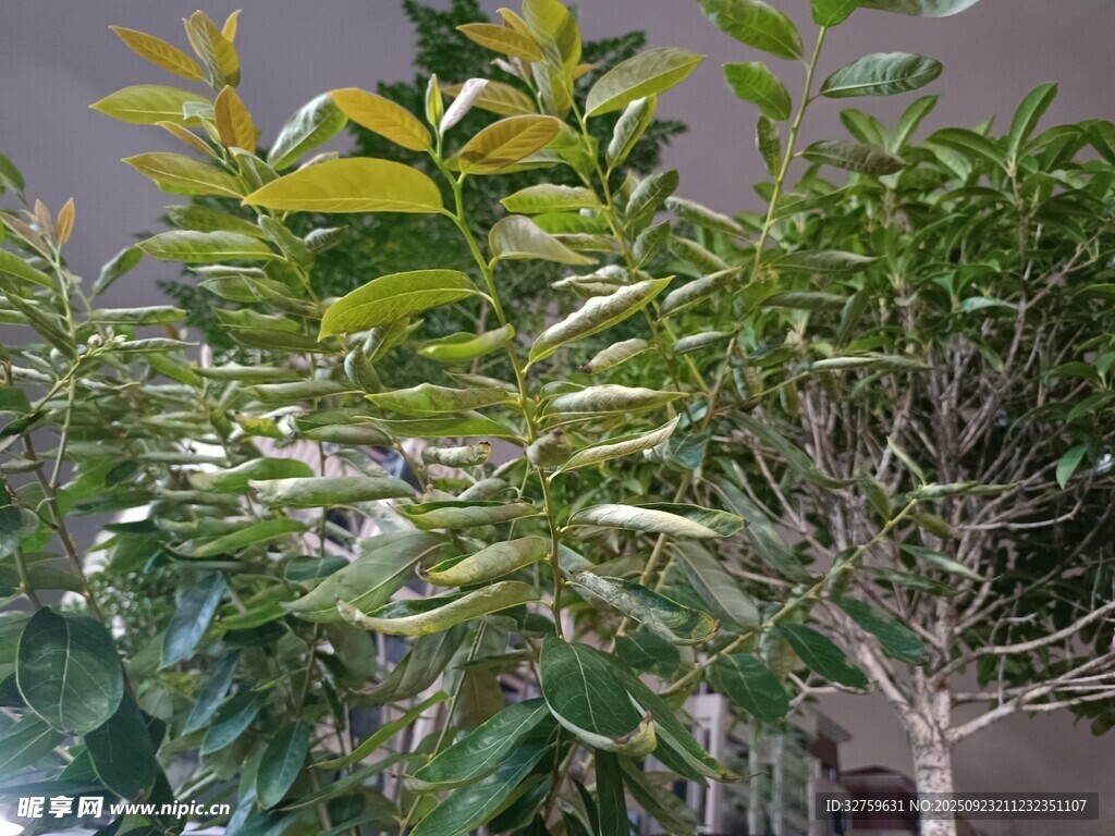 室内绿植组合景观