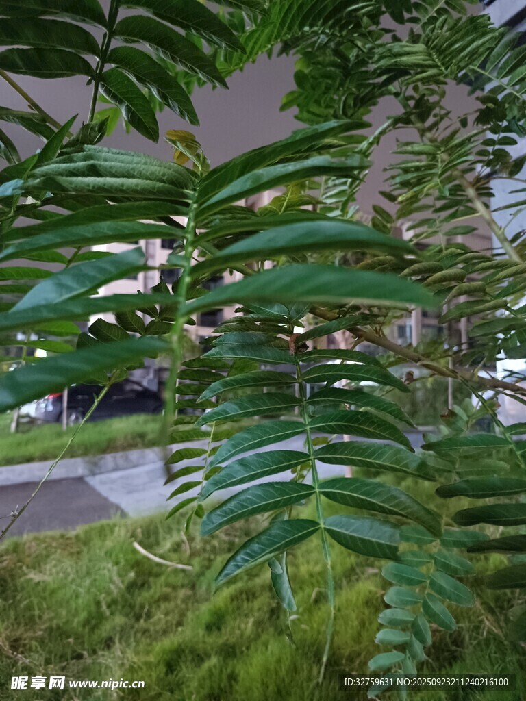 翠绿叶片下的自然景致
