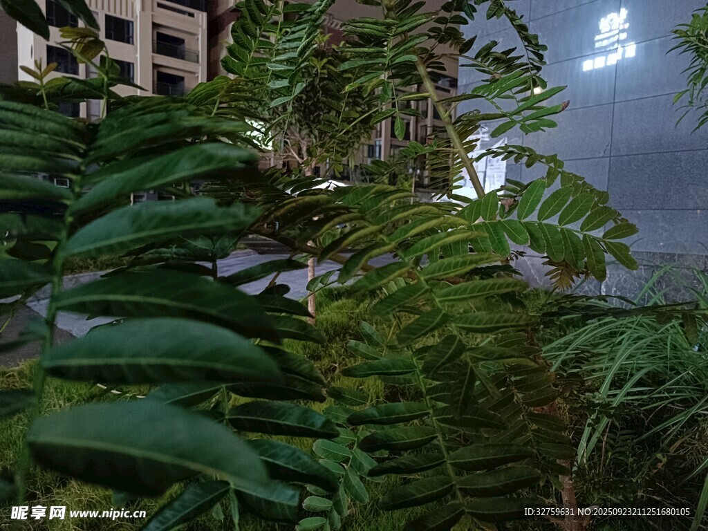 繁茂绿植景观