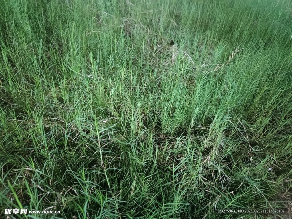 野外茂密青草景观