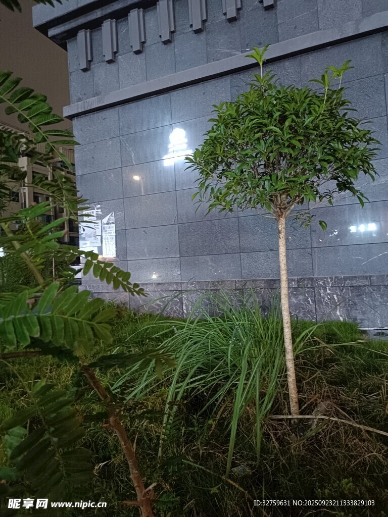 墙边小树与绿植景观