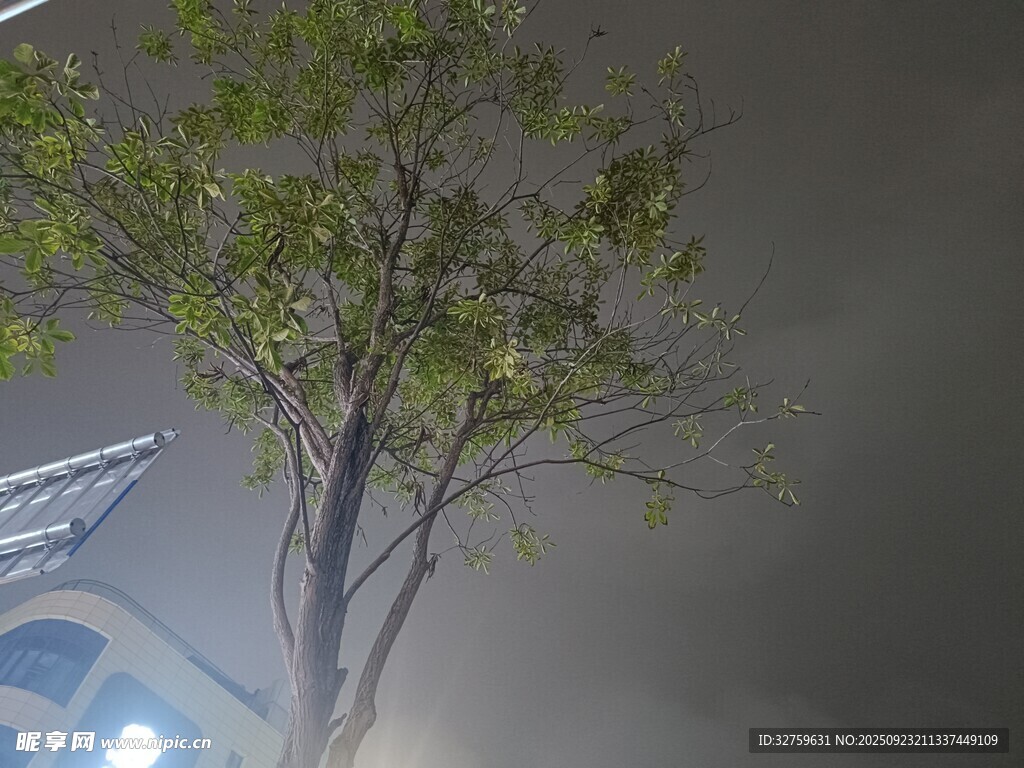雨夜中的孤独树木