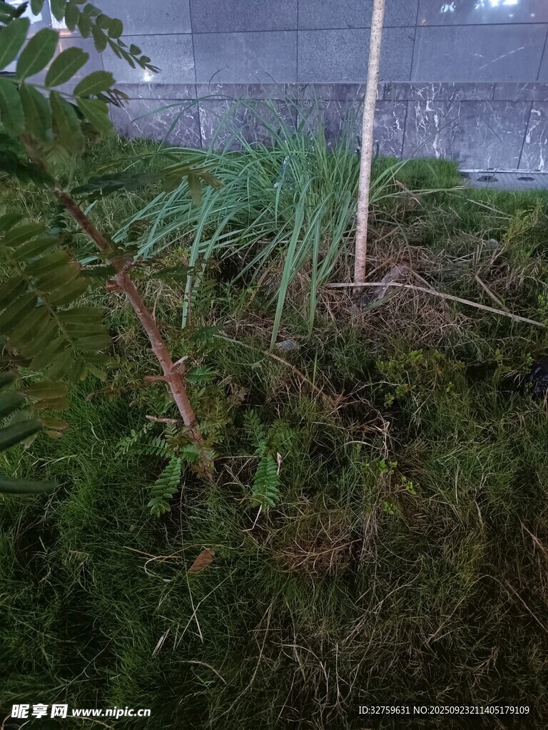 雨中湿润的绿植景观