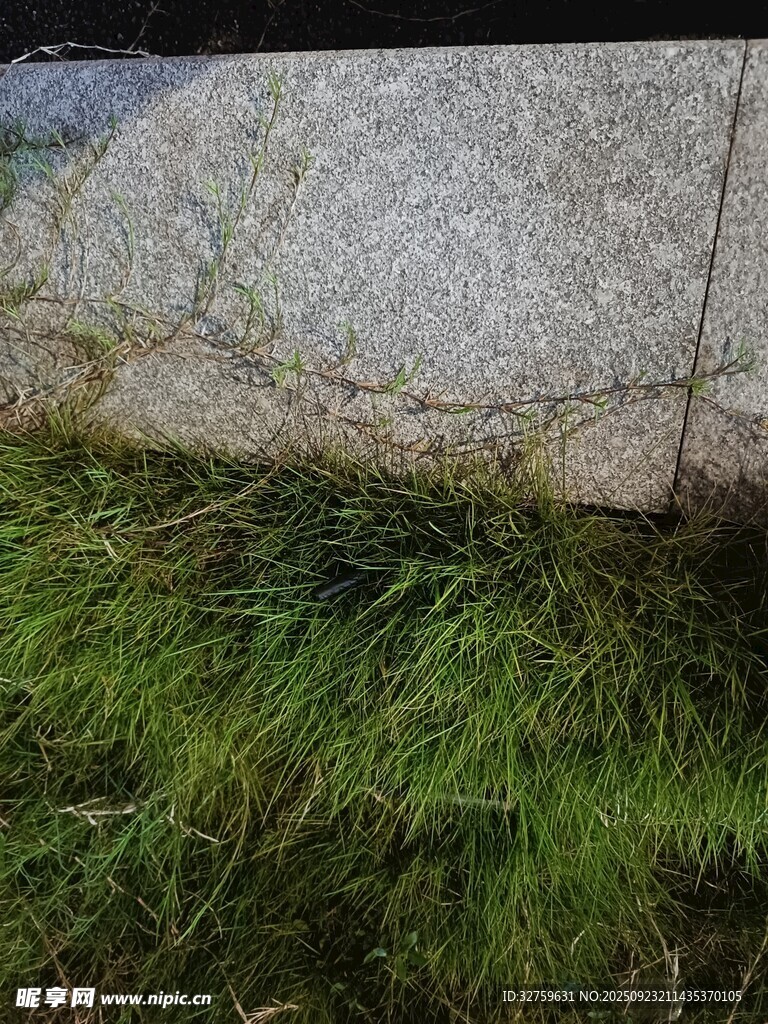 石边嫩绿青草