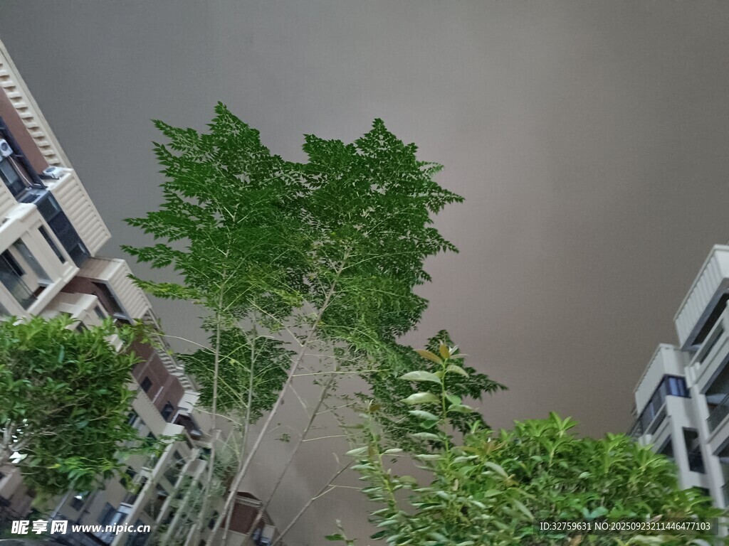 城市中挺拔生长的翠绿竹子
