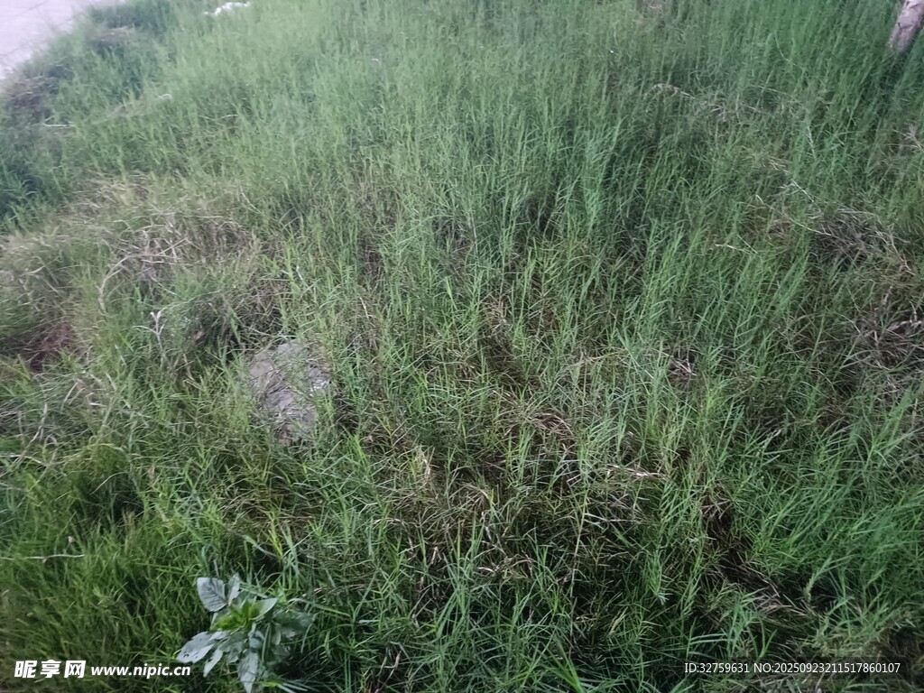 户外草地景象