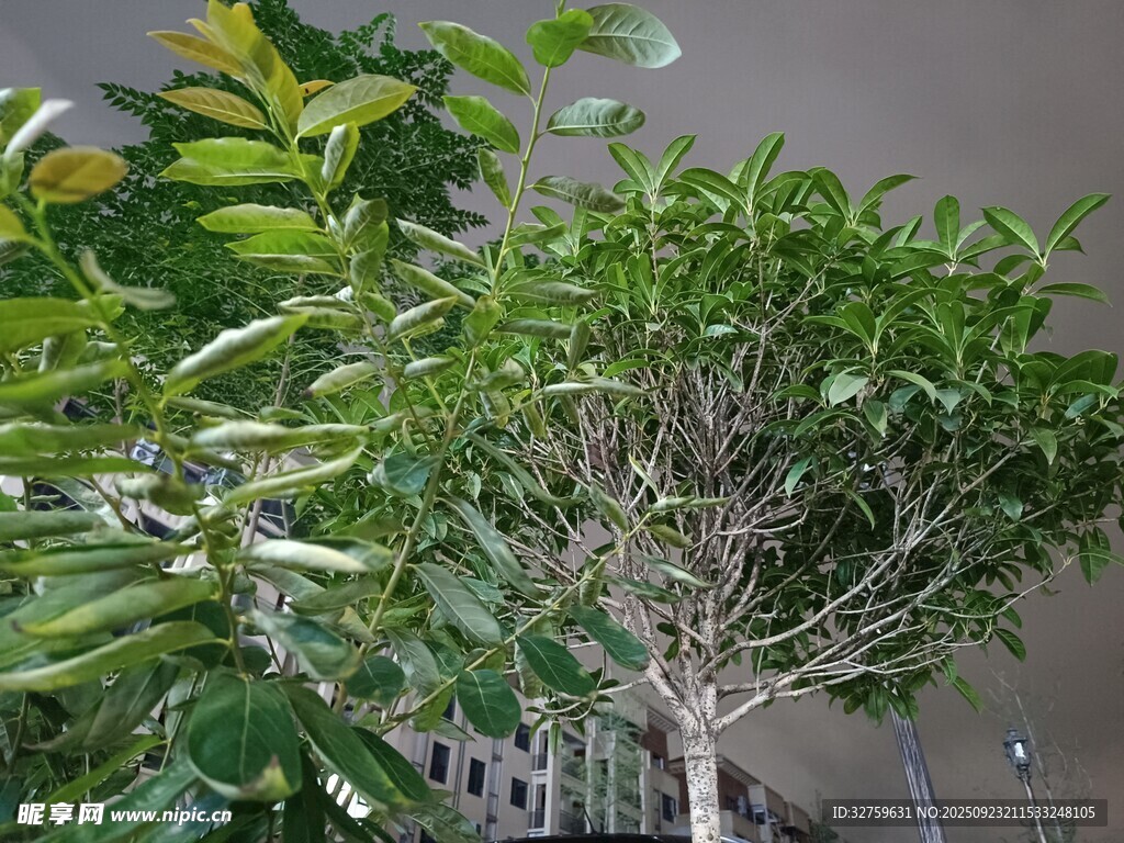 室内绿植景观