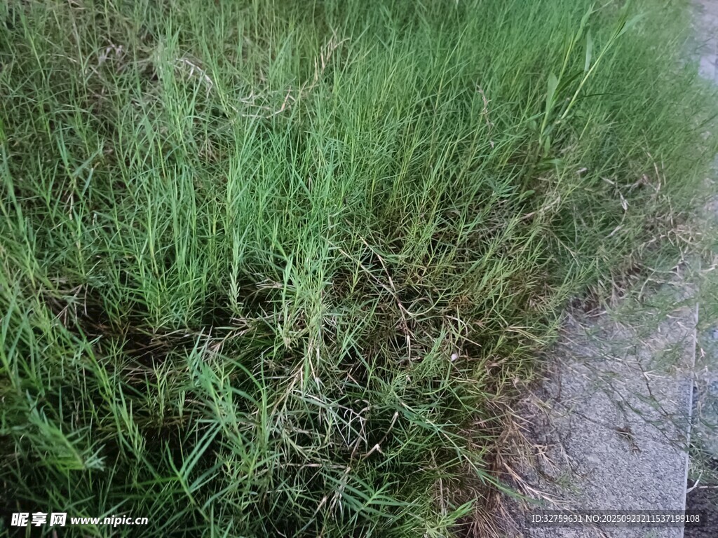 茂盛的绿色草地