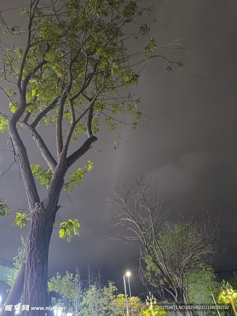 夜晚树下的静谧景致