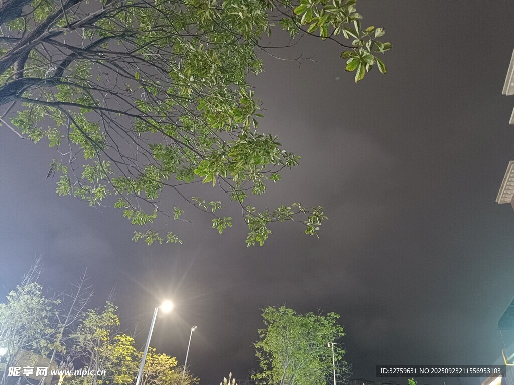 夜晚树下的朦胧灯光景象