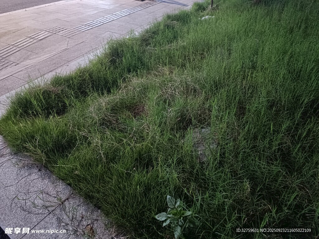 路边茂盛的绿色野草