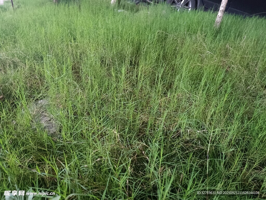 翠绿草地