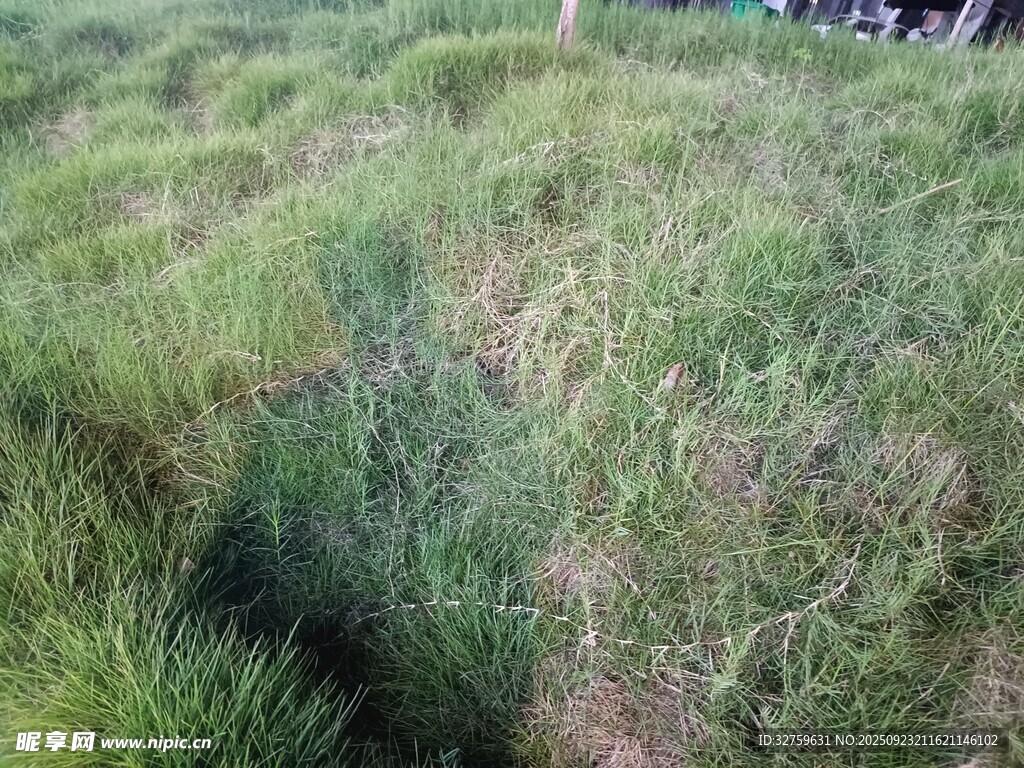 户外草地景观