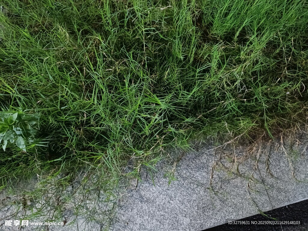 路边茂盛的绿色野草