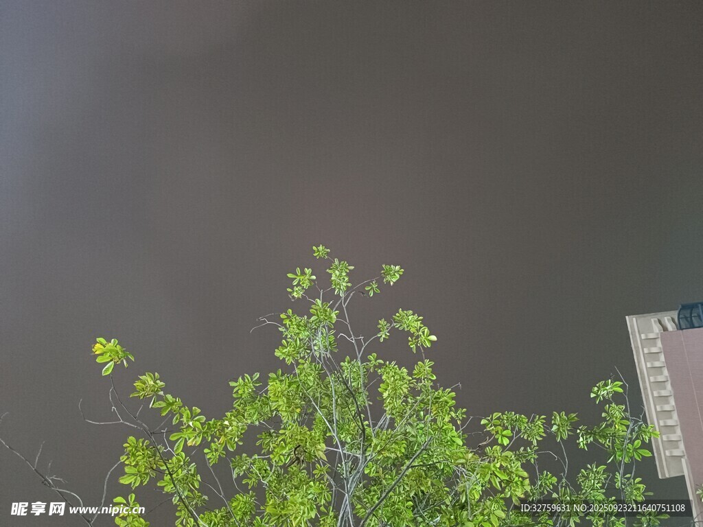 绿树映灰天