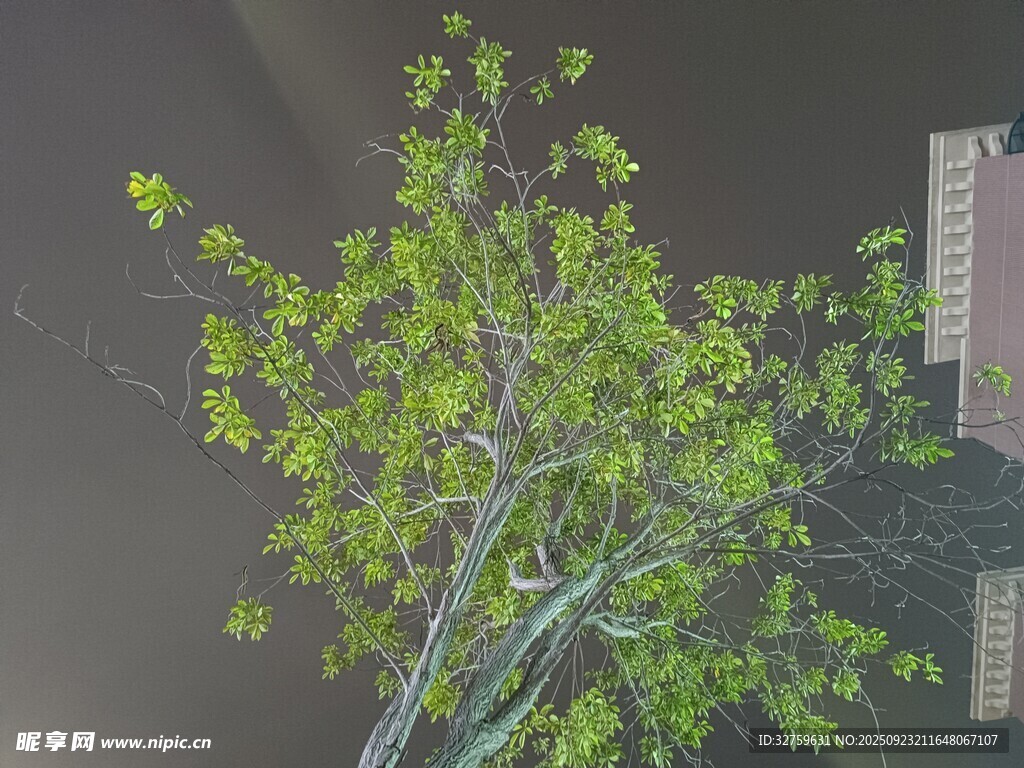 夜间绿植与建筑景观