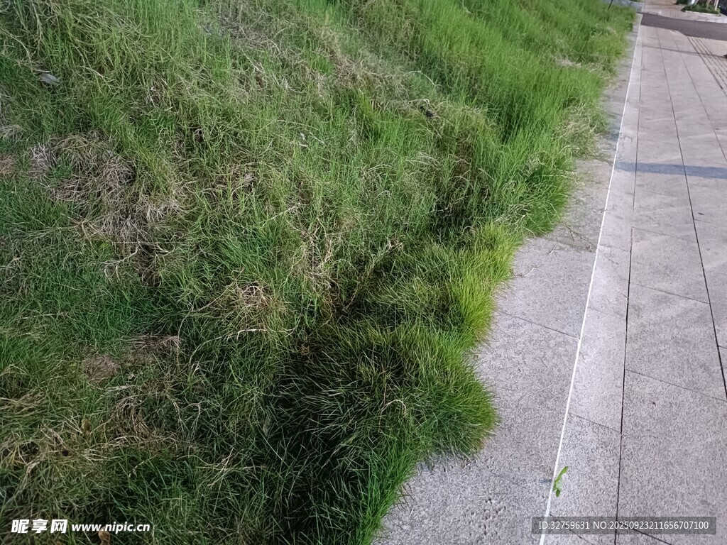 路边草地与水泥步道景观