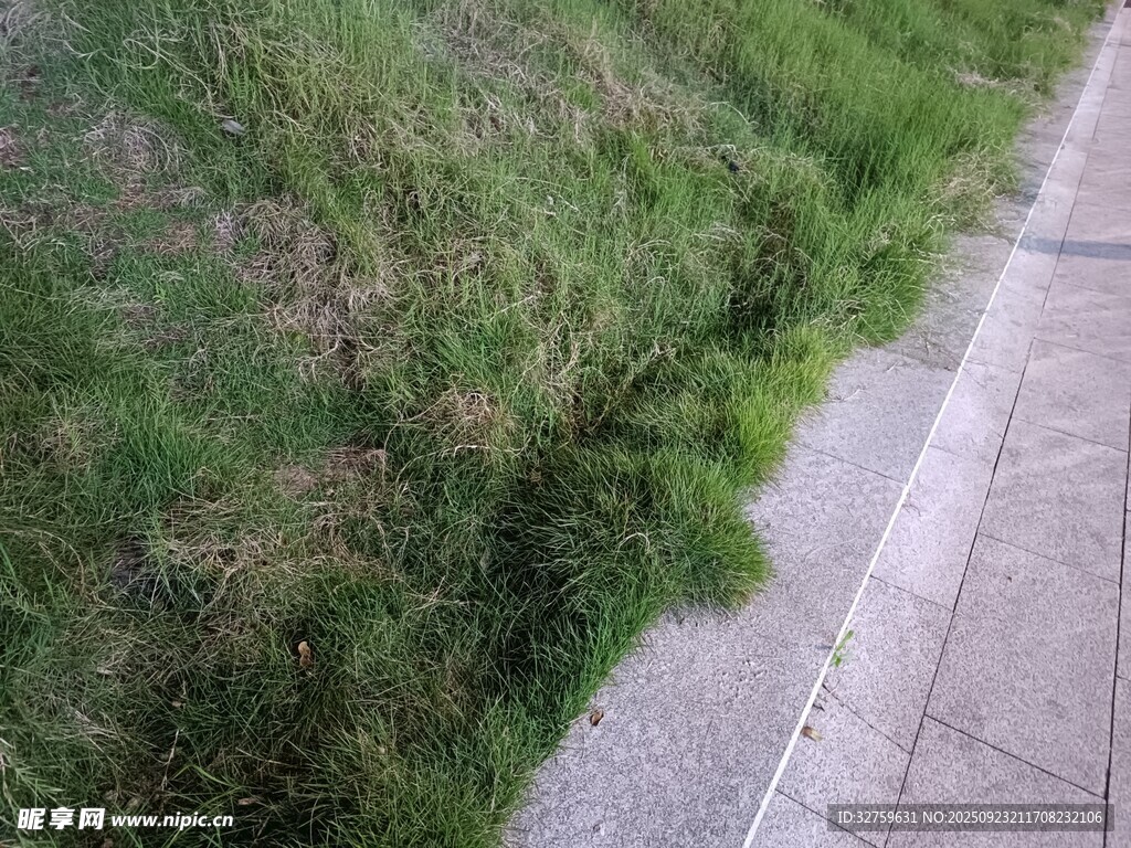路边草地与砖石步道