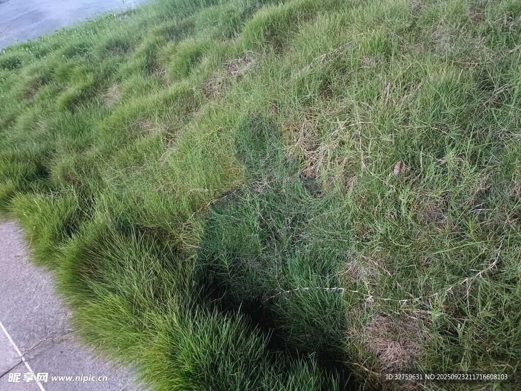 路边茂盛的绿色草地