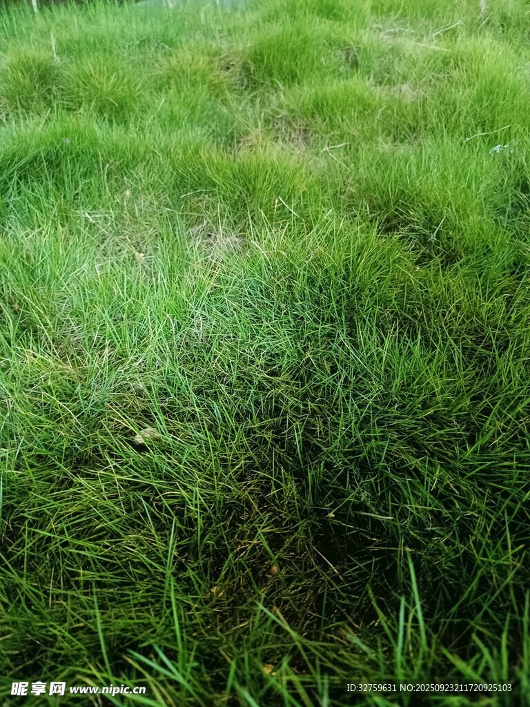 翠绿草地