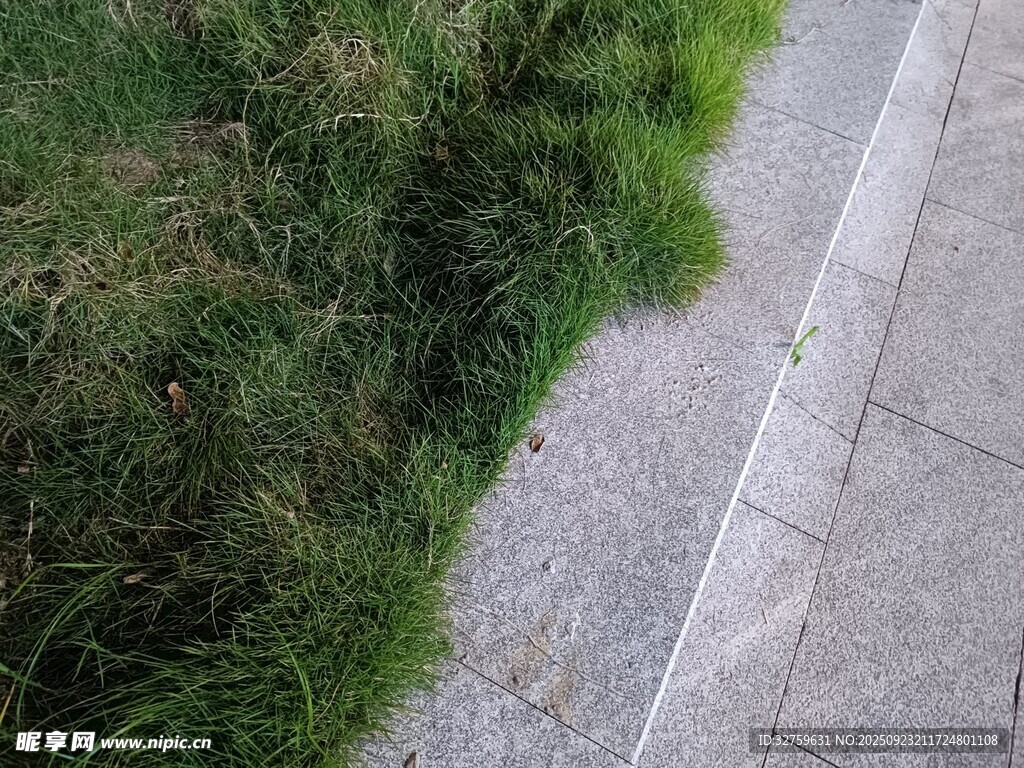 路边翠绿青草