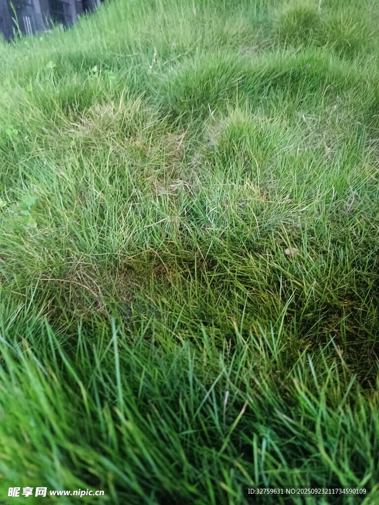 翠绿草地