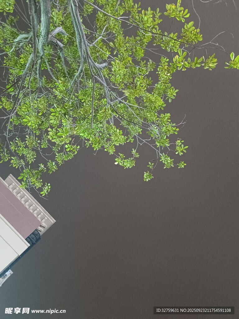 绿叶垂于水面的静谧景致