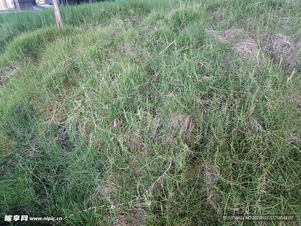 户外茂密草地景象