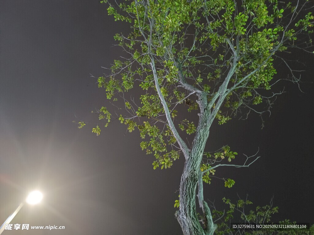 夜灯下的翠绿孤树